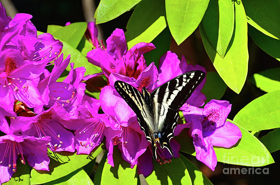 Rhody  and the Butterfly Photograph by Lauren Leigh Hunter Fine Art Photography