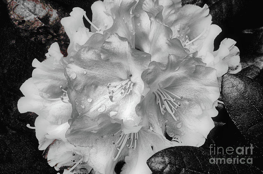 Black And White Photograph - Rhody Bloom by Lauren Leigh Hunter Fine Art Photography