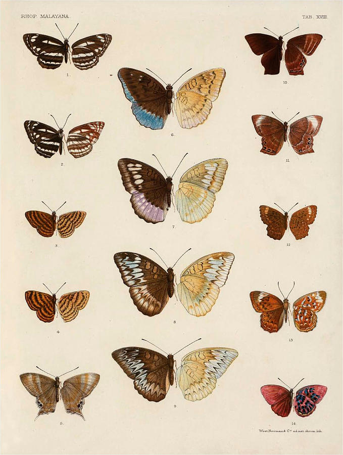 Rhopalocera Malayana a description of the butterflies of the Malay ...