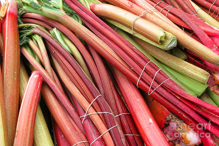 Rhubarb Photograph by Olivier Le Queinec
