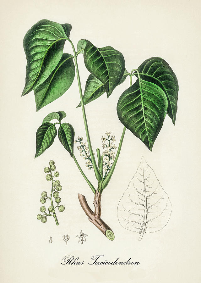 Nature Digital Art - Rhus Toxicodendron - Poison Ivy -  Medical Botany - Vintage Botanical Illustration  by Studio Grafiikka