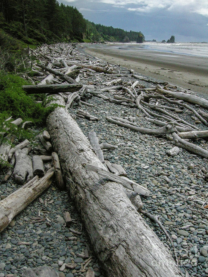 Olympic National Park Photograph - Rialto Beach Driftwood at Low Tide by Nancy Gleason