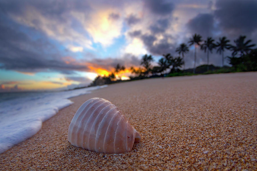 Beach Photograph - Ribbed Shell Sunrise by Sean Davey