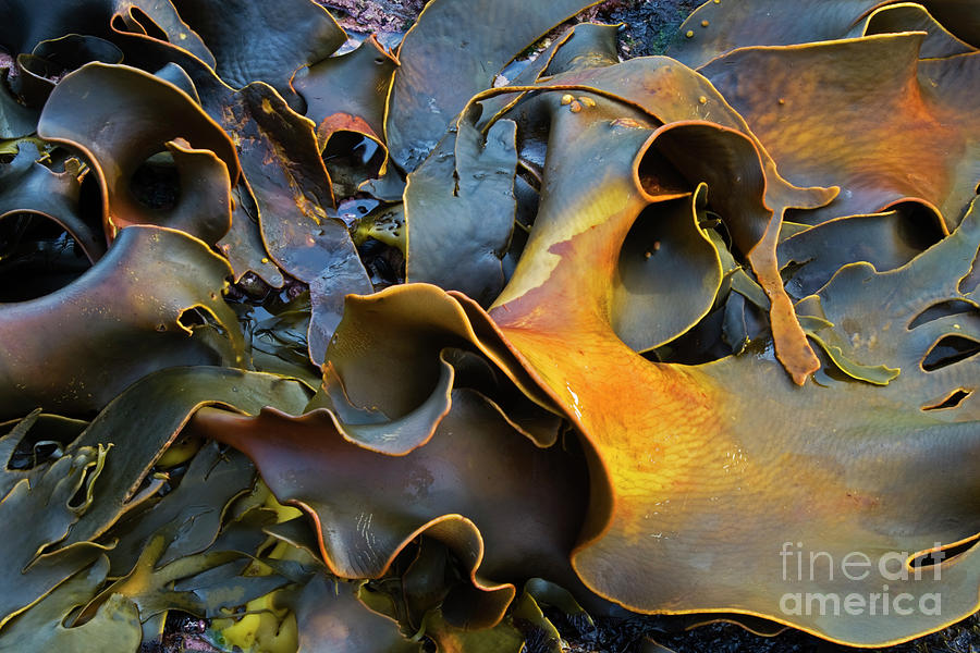Ribbon Kelp Detail Photograph by Heike Odermatt