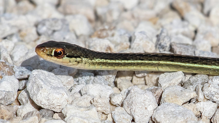 Ribbon Snake Close up Photograph by Bradford Martin