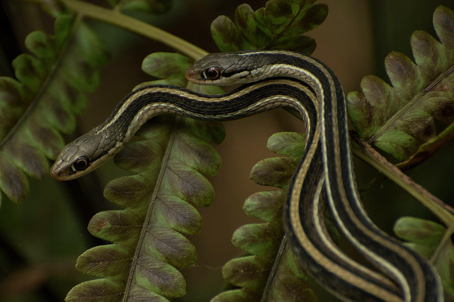 Ribbon Snake Courtship Photograph by Carolyn Hutchins