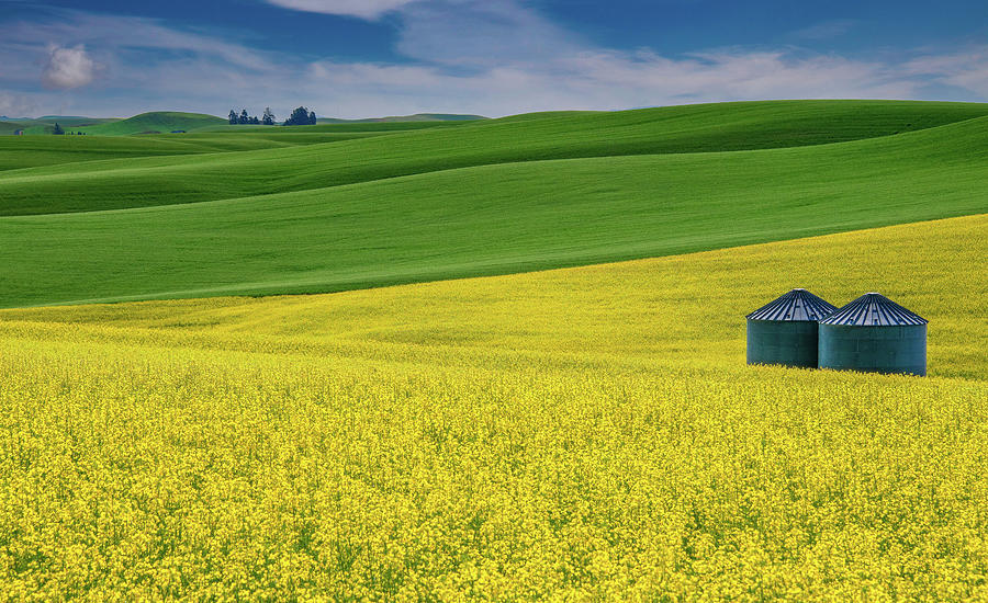 Ribbons of Color in Washingtons Canola Fields Photograph by Marcy Wielfaert