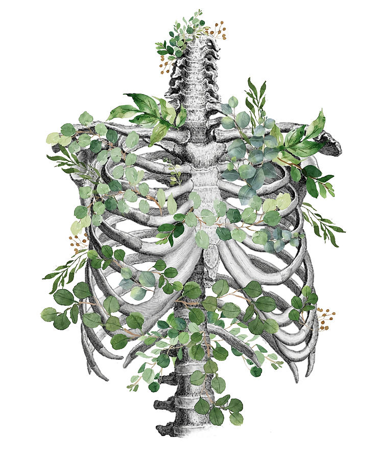 Ribcage Rib Cage Anatomy Skeleton Eucaliptus Painting By Phillips ...