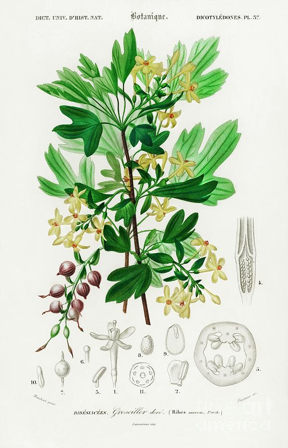 Ribes Aureum Illustrated By Charles Dessalines D  Orbigny  1806-1876 Painting