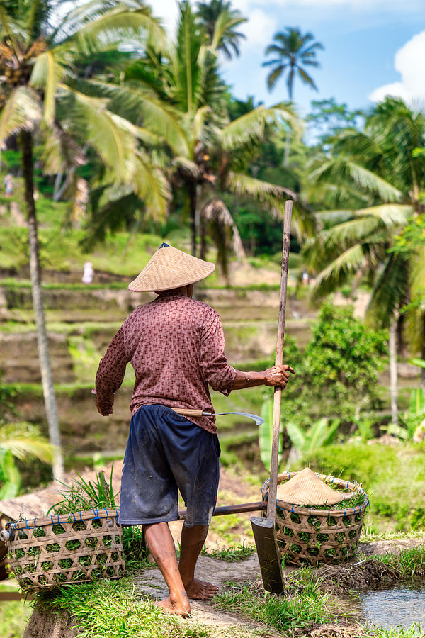 Rice farmer works at Tegallalang rice terrace, Ubud, Bali Island Photograph by Mauro Tandoi