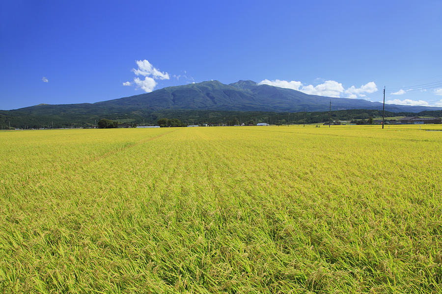 Rice field and Mt.Chokai, Yamagata prefecture Photograph by Mamoru Muto/Aflo