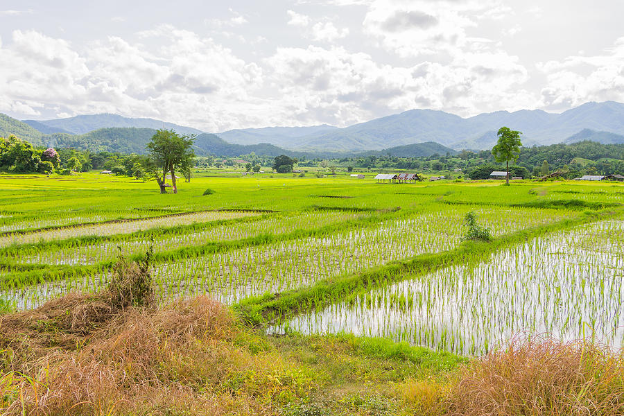 Rice field in thailand Photograph by Sirichai_ec2