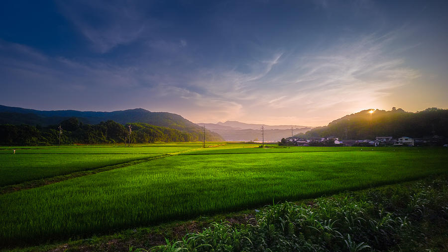 Rice field sunset at Saga , Japan Photograph by Dulyanut Swdp