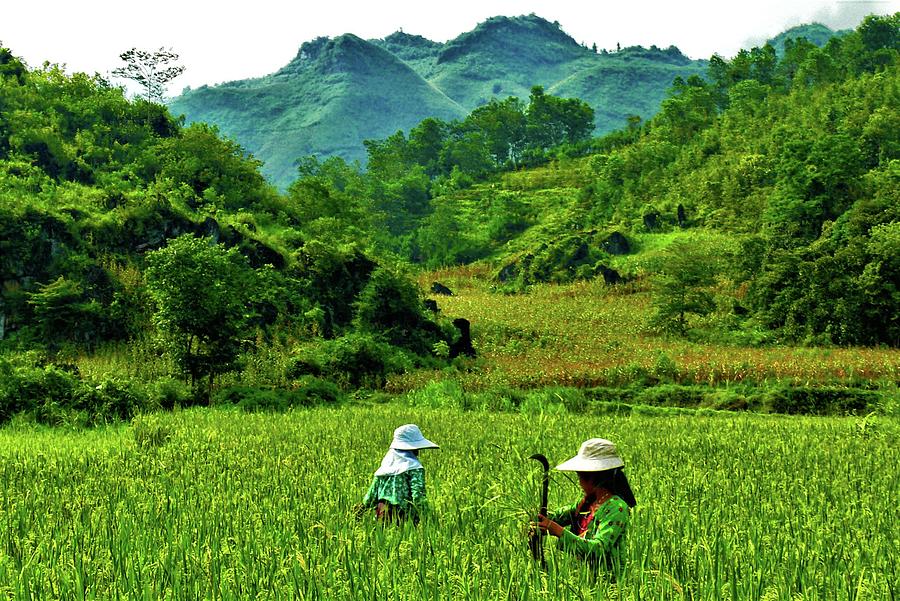 Rice field work Photograph by Robert Bociaga