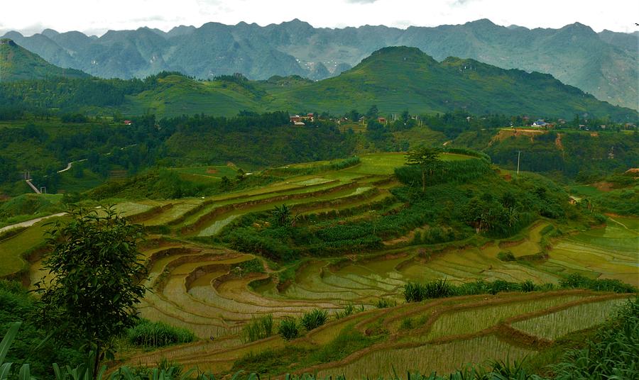 Rice fields and mountains, Vietnam Photograph by Robert Bociaga