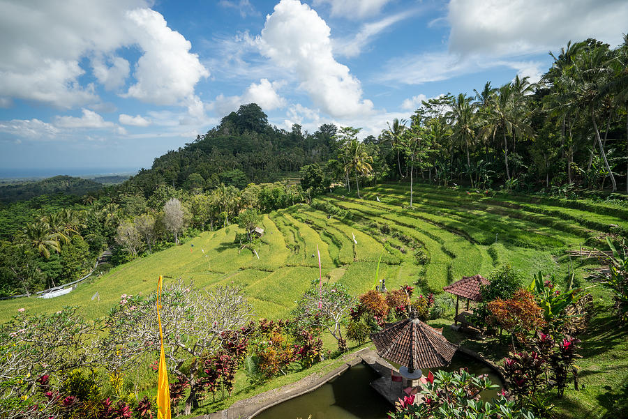 Rice fields at Bali Photograph by Shaifulzamri