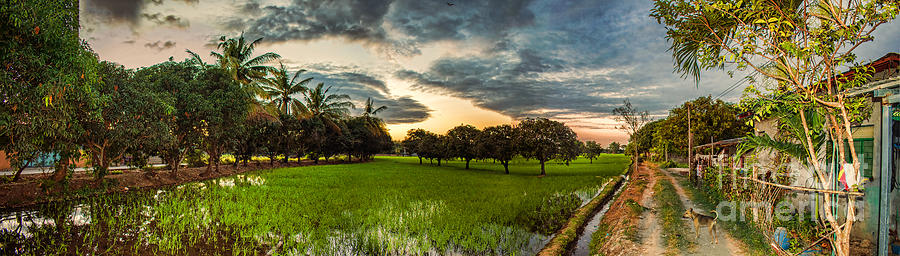 Rice Fields in Bulacan  Photograph by Jim Fitzpatrick