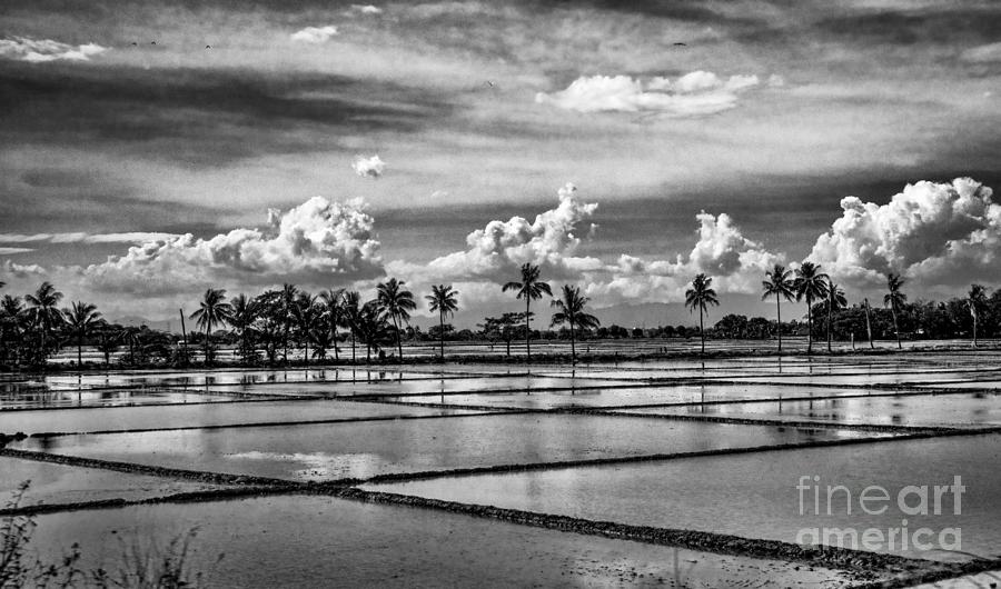 Rice Fields of Bulacan black and white version Photograph by Jim