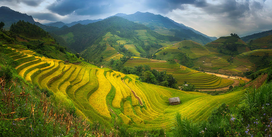 Rice Fields on terraced Mu Cang Chai Panorama shot Photograph by Peerapas Mahamongkolsawas