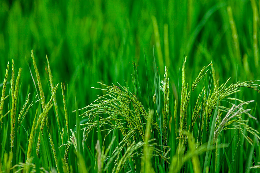 Rice Photograph by Malorny