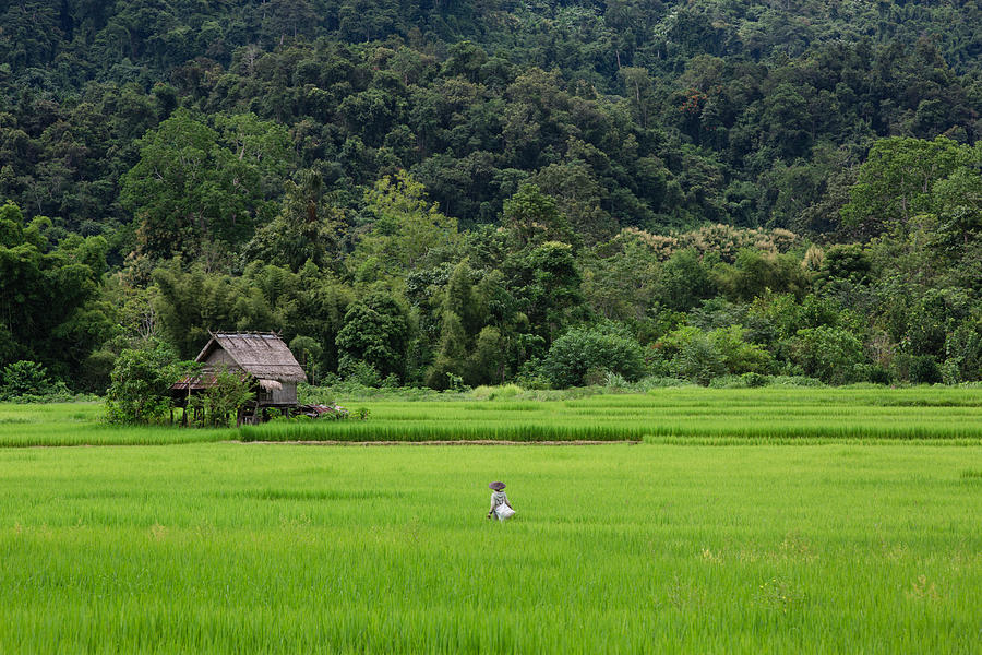 Rice paddies of Nong Khiaw Photograph by Cyril Eberle