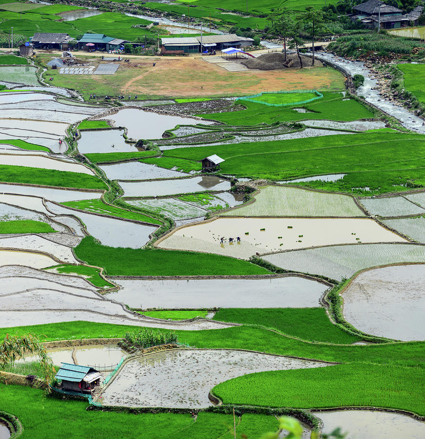Rice Paddy And Terraces Photograph by Khanh Bui Phu