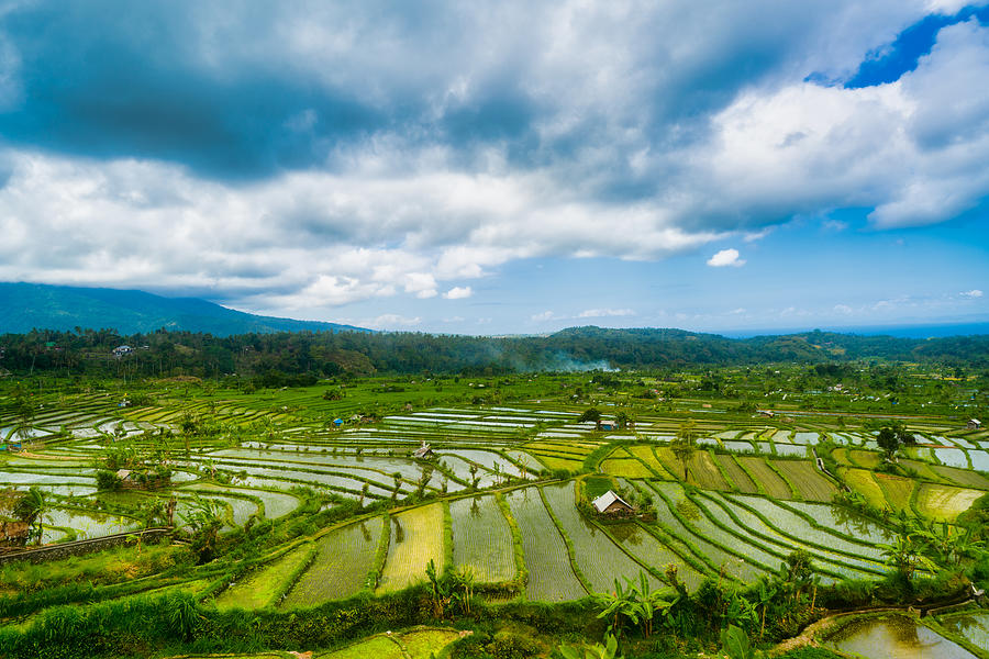 Rice paddy heaven in the Karangasem Regency of Bali, Indonesia Photograph by Mauro Tandoi