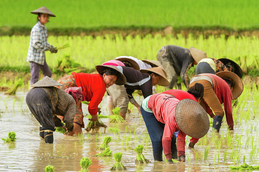 Rice Paddy Ladies Photograph by Kendrix Thomas - Fine Art America