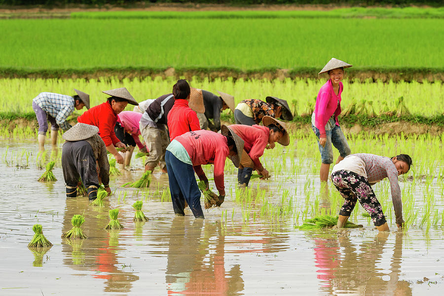 Rice Paddy Workers Photograph by Kendrix Thomas - Fine Art America