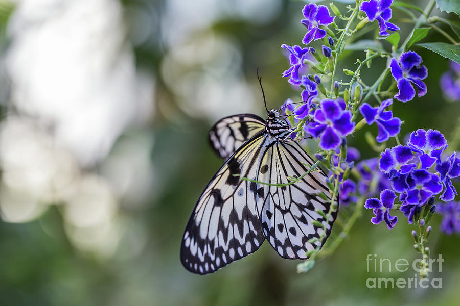 Nature Photograph - Rice Paper Butterfly by Eva Lechner