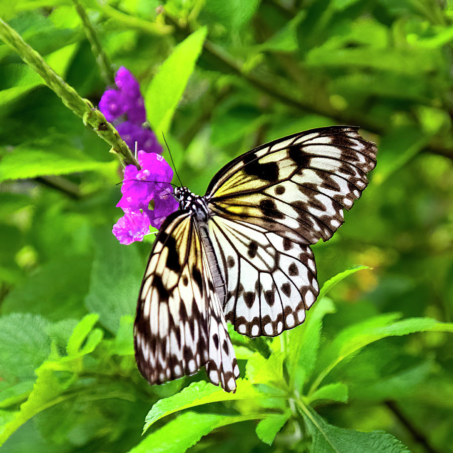 Rice Paper Butterfly Photograph by Ginger Stein - Fine Art America