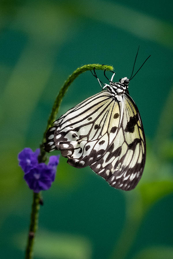 Rice Paper Butterfly Photograph by Linda Bonaccorsi