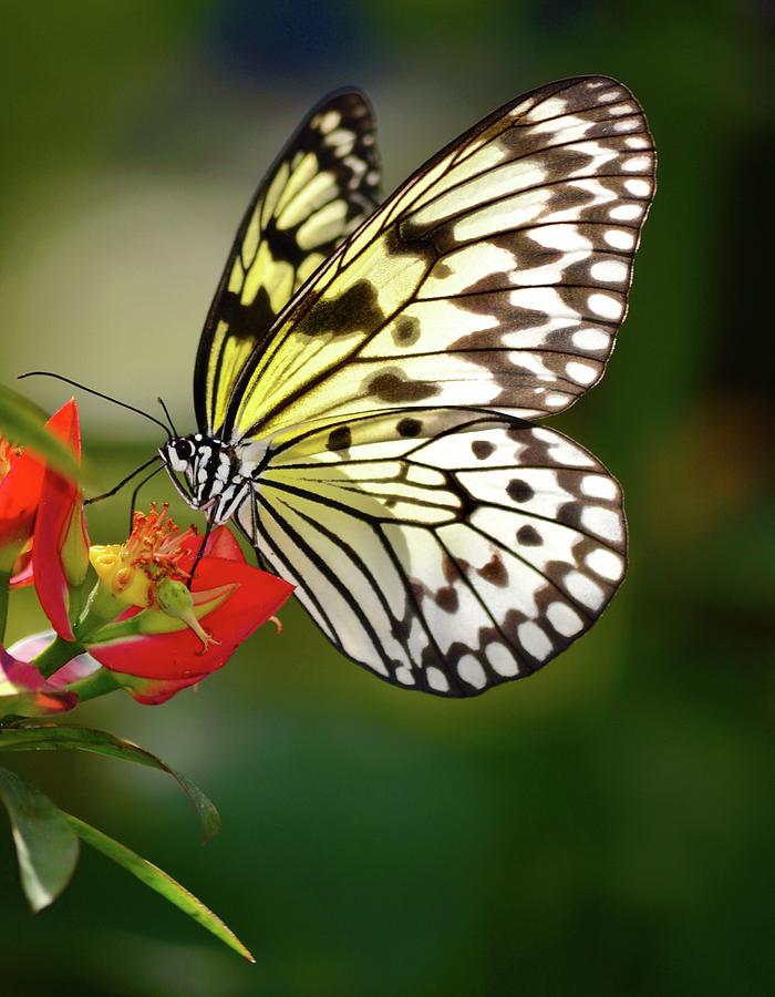 Rice Paper Butterfly on Flowering Plant Photograph by Richard Bryce and Family