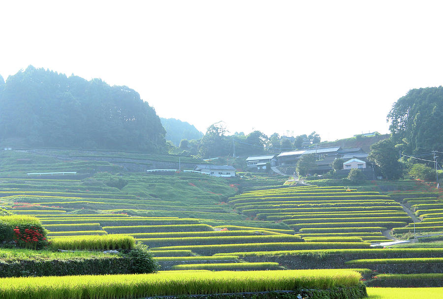 Nature Photograph - Rice Terrace by Kaoru Shimada