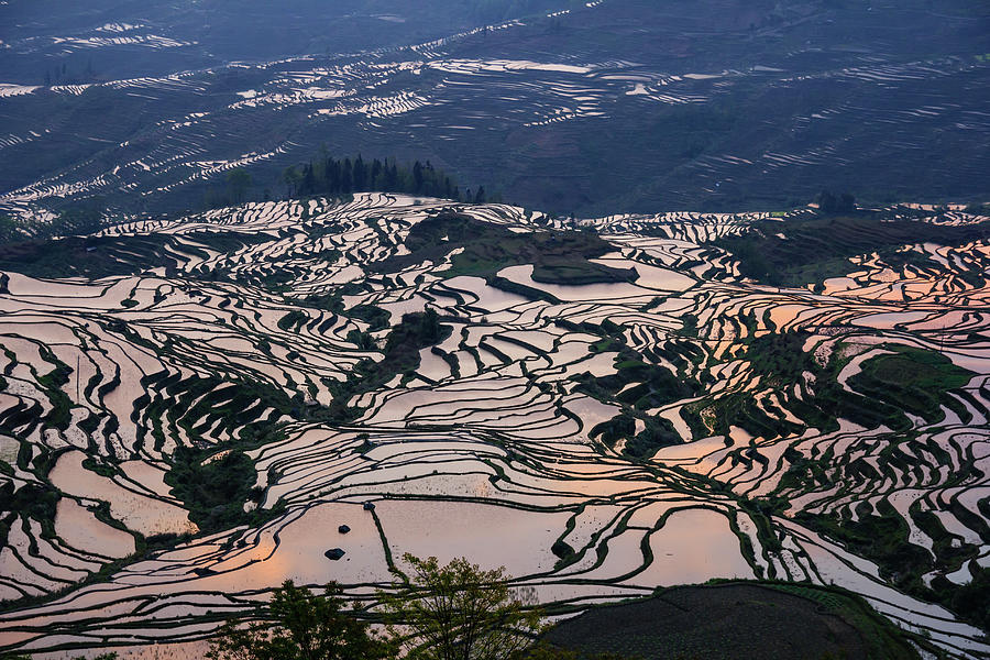 Rice Terrace Sunrise Photograph By Janusz Kolondra - Fine Art America