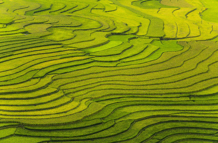 Rice terraces at Mu Cang Chai, Vietnam Photograph by Chalermkiat Seedokmai