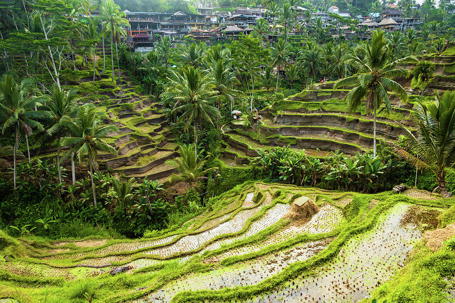 Rice Terraces, Bali Photograph