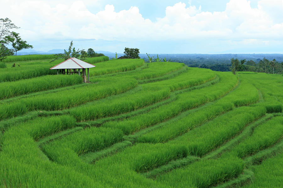 Rice Terraces in Bali Photograph by JurgaR