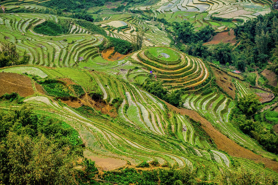 Rice Terraces in Sapa Photograph by Arj Munoz