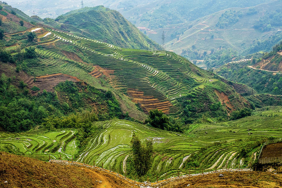 Rice Terraces of Lao Cai Photograph by Arj Munoz
