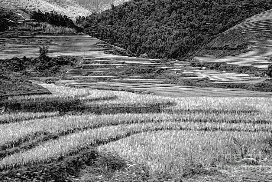 Inspirational Photograph - Rice Terrain Sapa Vietnam Black White  by Chuck Kuhn