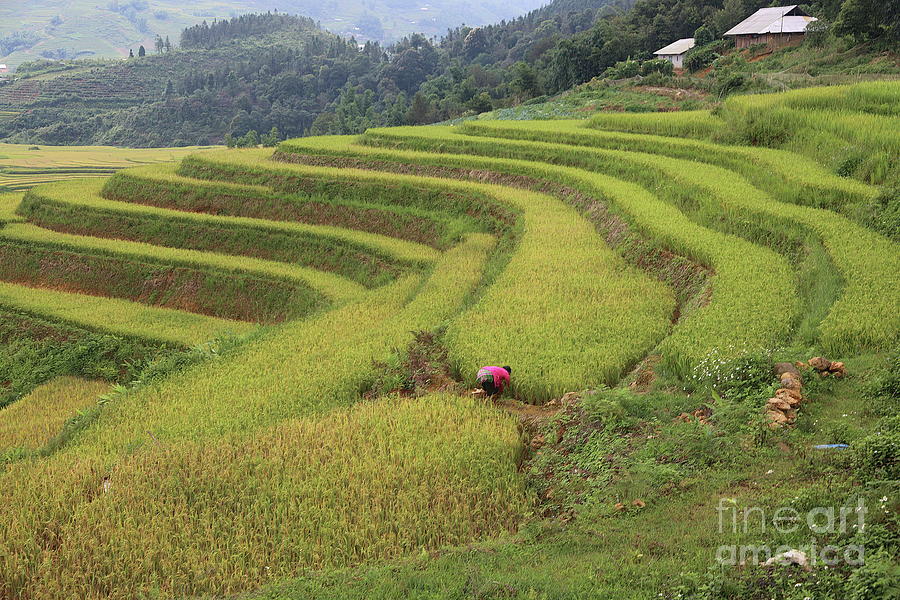 Rice Terrain Sapa Vietnam  Photograph by Chuck Kuhn