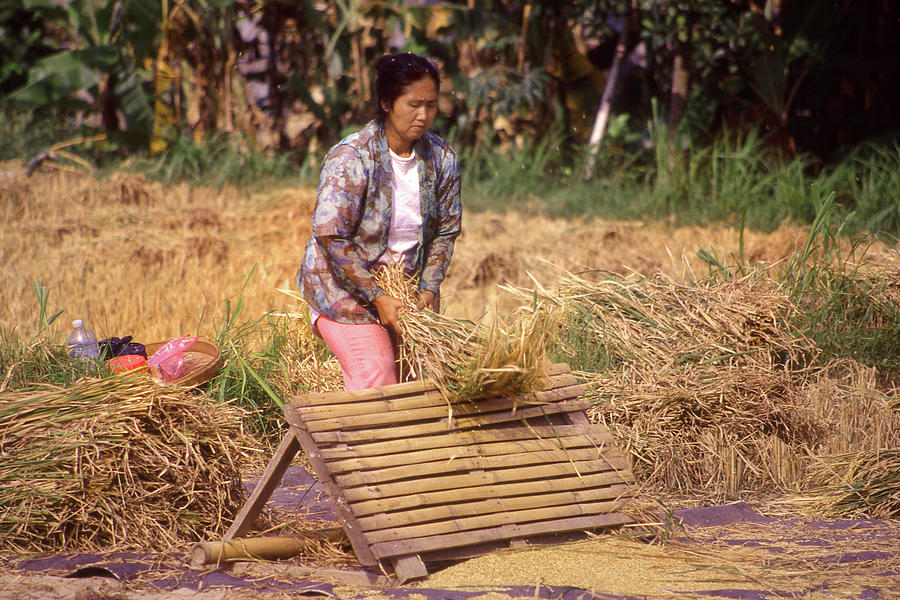 Rice Threshing 2 Photograph by Jerry Griffin
