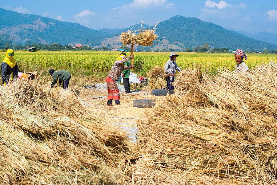 Rice threshing in Thailand Photograph by Gnomeandi