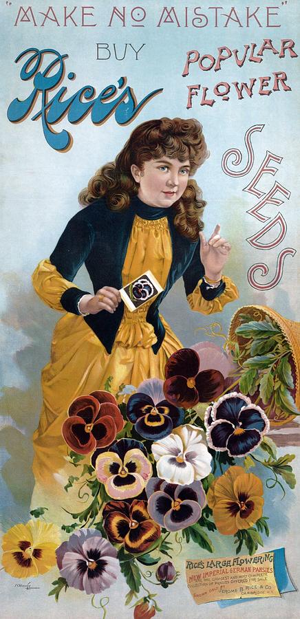 Ricess Flower Seeds, 1896 Digital Art by Kim Kent