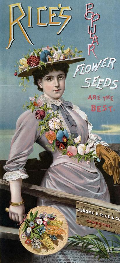 Ricess Popular Flower Seeds, 1896 Digital Art by Kim Kent