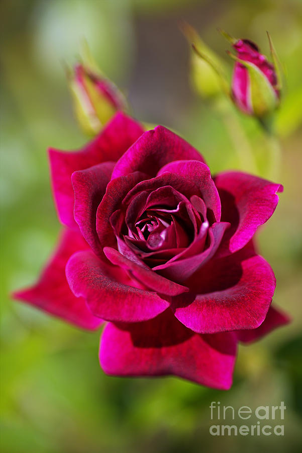 Rich And Deep Pink Rose Photograph by Joy Watson