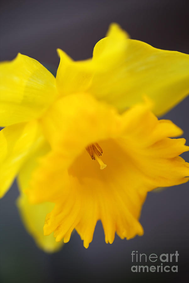 Rich As A Daffodil Photograph by Joy Watson