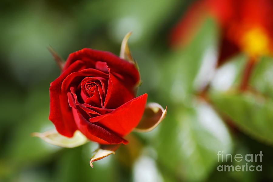 Summer Photograph - Rich In Red Rose Bud by Joy Watson