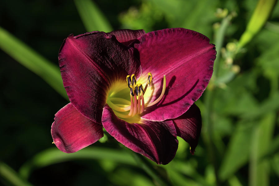 Rich Maroon Velvet - One Glorious Daylily Bloom Photograph